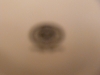 p1140152