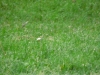 p1120655
