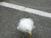 p1120672