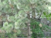 p1120685