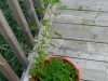 p1120783