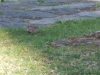 dscn0423