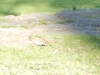 dscn0431