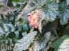 p1090889