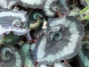 p1090929