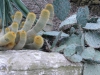 p1090948
