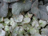 p1100128