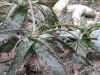p1100132