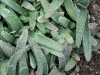 p1100137