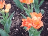dscn0550