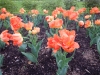 dscn0553