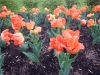 dscn0554