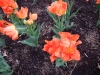 dscn0558