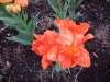 dscn0559