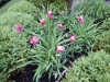 dscn0756