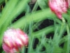 dscn0778