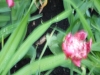 dscn0780