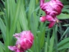 dscn0782