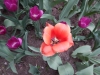 dscn0679