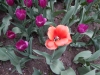 dscn0680