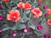 dscn0681