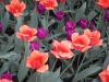 dscn0696