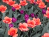 dscn0698