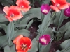 dscn0703
