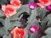 dscn0704