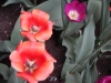 dscn0706