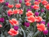 dscn0714