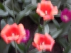 dscn0716