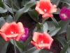 dscn0717
