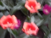 dscn0718