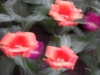 dscn0719
