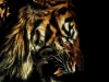 growling-tiger-black