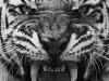 growling-tiger
