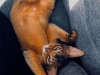 fils_orange_ruddy