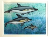 dolphins