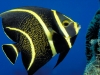 juvenile-french-angelfish-charles-angelofiche