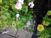 dscn0746