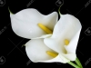 18258659-three-white-calla-lilies-isolated-on-a-black-background