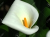 2982738-a-white-tropical-calla-lily-flower-with-a-yellow-stem