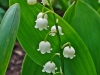 768px-convallaria_majalis_0002