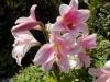 blooming-lovely-lilys