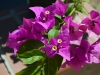 bv-01-bougainvillea-royal-purple