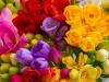 freesia-flowers-july022018