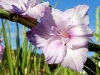 gladiolus-flower