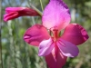 gladiolus_illyricus