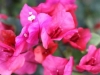 nature-rabbit-bougainvillea-pink-plant